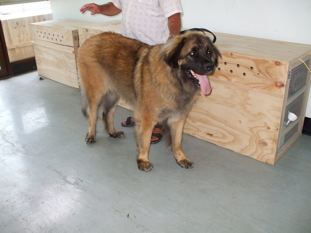 A dog in a travel crate