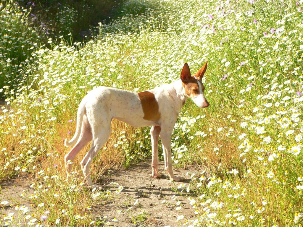 A Podenco Canario, the traditional Canary Islands hound